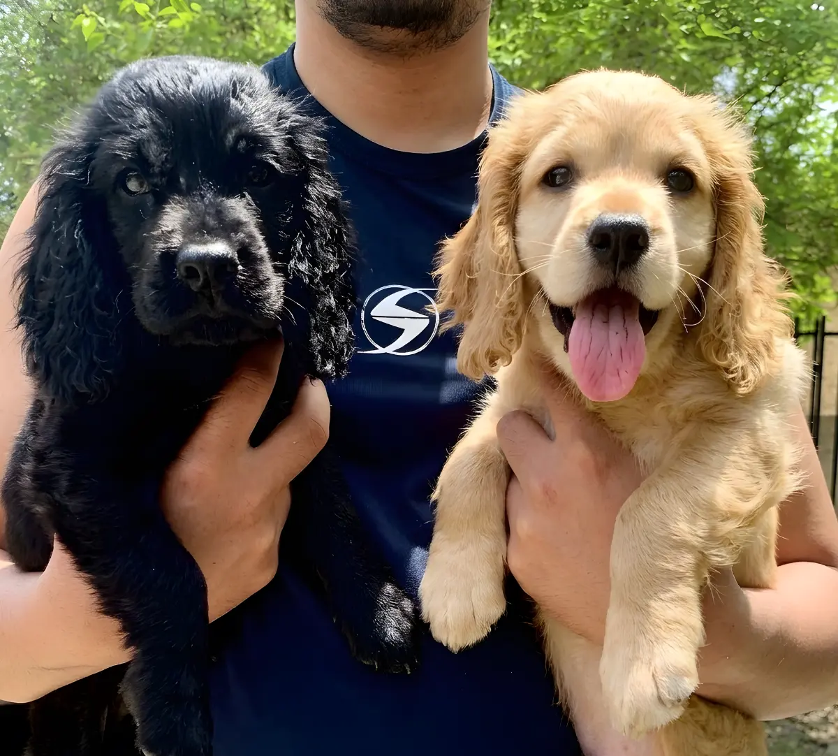 A personal moment with two dogs